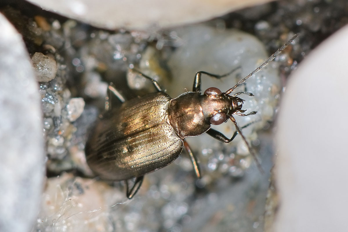 Bembidion (Odontium) foraminosum - Carabidae